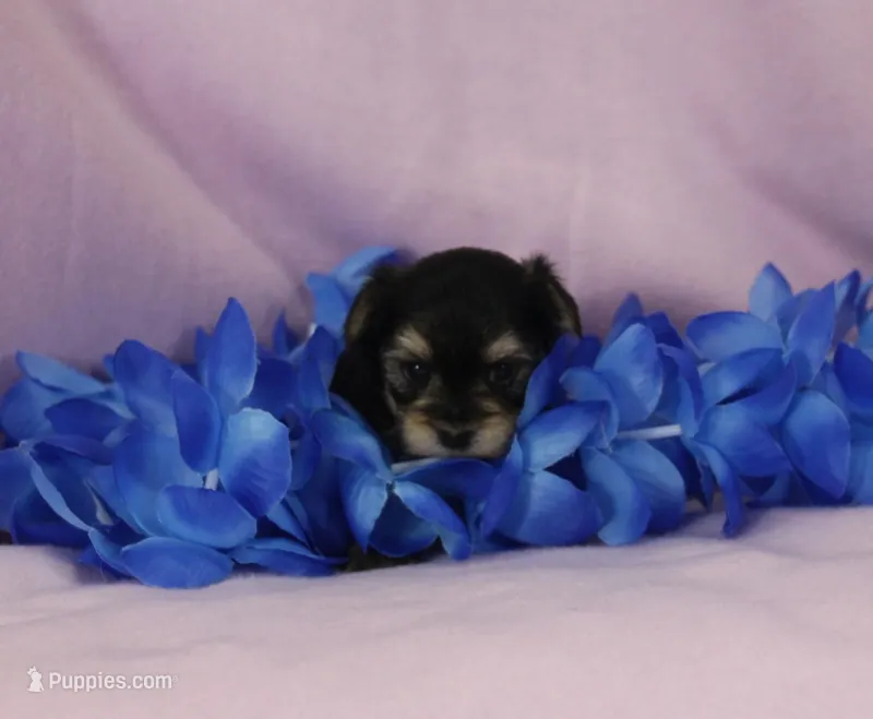 Jessie – Morkie puppy for sale in Butler, MO