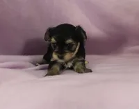 Jessie, a female Morkie for sale in Butler, MO – Photo 2 of 6