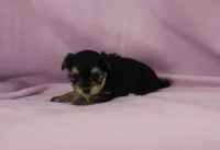 Jessie, a female Morkie for sale in Butler, MO – Photo 3 of 6