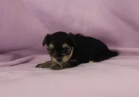 Jessie, a female Morkie for sale in Butler, MO – Photo 4 of 6