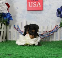 Yesterday, AKC, a female Yorkshire Terrier for sale in Butler, MO – 2 of 4
