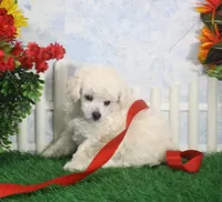 Molly, AKC Gr Champion Sired, a female Poodle - Toy  for sale in Butler, MO – 4 of 4