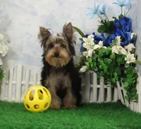 Levi, AKC, a male Yorkshire Terrier for sale in Butler, MO – Photo 3 of 8