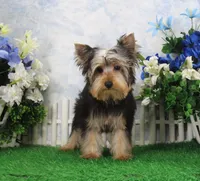 Levi, AKC, a male Yorkshire Terrier for sale in Butler, MO – Photo 4 of 8