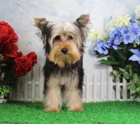 Levi, AKC, a male Yorkshire Terrier for sale in Butler, MO – Photo 3 of 9