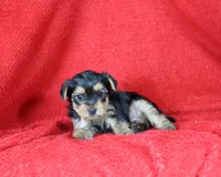 Levi, AKC, a male Yorkshire Terrier for sale in Butler, MO – Photo 6 of 8