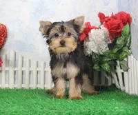 Levi, AKC, a male Yorkshire Terrier for sale in Butler, MO – Photo 4 of 8