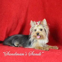 Levi, AKC, a male Yorkshire Terrier for sale in Butler, MO – Photo 8 of 8