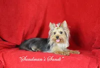 Levi, AKC, a male Yorkshire Terrier for sale in Butler, MO – Photo 8 of 8