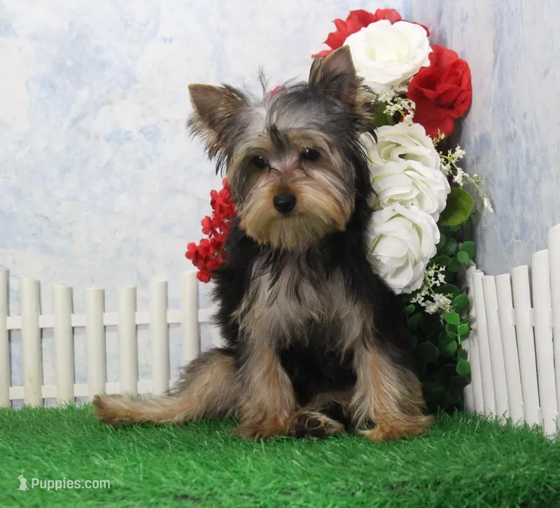 Levi, AKC – Yorkshire Terrier puppy for sale in Butler, MO