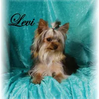 Levi, AKC, a male Yorkshire Terrier for sale in Butler, MO – Photo 7 of 8
