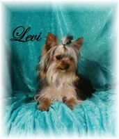 Levi, AKC, a male Yorkshire Terrier for sale in Butler, MO – Photo 7 of 8