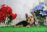 Levi, AKC, a male Yorkshire Terrier for sale in Butler, MO – Photo 4 of 9