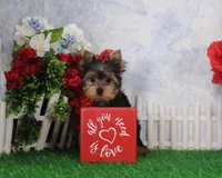 Levi, AKC, a male Yorkshire Terrier for sale in Butler, MO – Photo 1 of 8