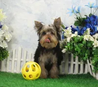 Levi, AKC, a male Yorkshire Terrier for sale in Butler, MO – Photo 1 of 8