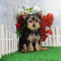 Levi, AKC, a male Yorkshire Terrier for sale in Butler, MO – Photo 2 of 8