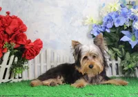 Levi, AKC, a male Yorkshire Terrier for sale in Butler, MO – Photo 2 of 9
