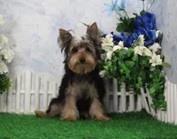 Levi, AKC, a male Yorkshire Terrier for sale in Butler, MO – Photo 2 of 8