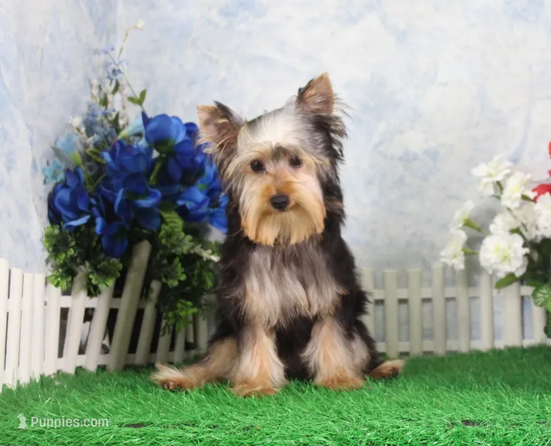 Levi, AKC – Yorkshire Terrier puppy for sale in Butler, MO