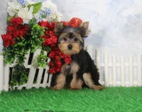 Levi, AKC, a male Yorkshire Terrier for sale in Butler, MO – Photo 3 of 8