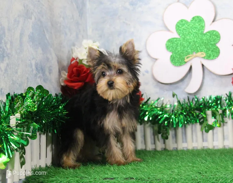 Levi, AKC – Yorkshire Terrier puppy for sale in Butler, MO