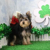 Levi, AKC, a male Yorkshire Terrier for sale in Butler, MO – Photo 6 of 8