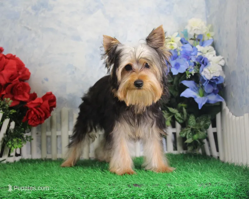 Levi, AKC – Yorkshire Terrier puppy for sale in Butler, MO