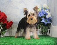 Levi, AKC, a male Yorkshire Terrier for sale in Butler, MO – Photo 1 of 9