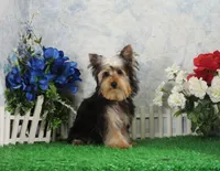 Levi, AKC, a male Yorkshire Terrier for sale in Butler, MO – Photo 6 of 9