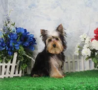 Levi, AKC, a male Yorkshire Terrier for sale in Butler, MO – Photo 7 of 9