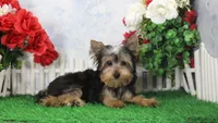 Levi, AKC, a male Yorkshire Terrier for sale in Butler, MO – Photo 5 of 8