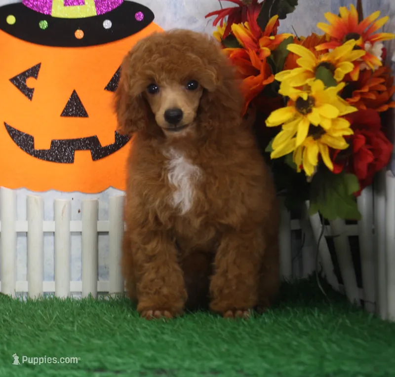 Rusty, AKC Champion Sired – Poodle - Toy  puppy for sale in Butler, MO