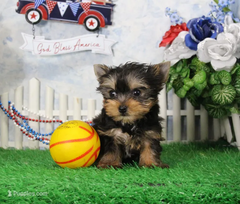 Landon, AKC – Yorkshire Terrier puppy for sale in Butler, MO
