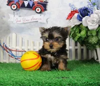 Landon, AKC, a male Yorkshire Terrier for sale in Butler, MO – 1 of 9