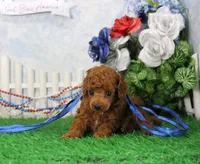 Foxy, AKC Champion Sired, a female Poodle - Toy  for sale in Butler, MO – 3 of 4