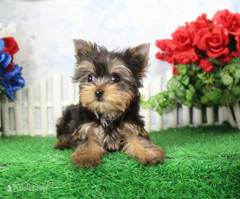 Landon, AKC – Yorkshire Terrier puppy for sale in Butler, MO