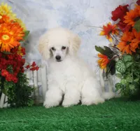Panda, AKC Champion Sired, a male Poodle - Toy  for sale in Butler, MO – 2 of 7