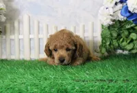Fenton, AKC Champion Sired, a male Poodle - Toy  for sale in Butler, MO – 4 of 4