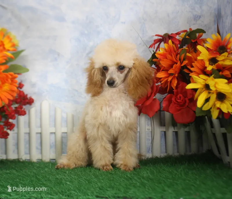 Archie, AKC Champion Sired – Poodle - Toy  puppy for sale in Butler, MO