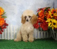 Archie, AKC Champion Sired, a male Poodle - Toy  for sale in Butler, MO – 1 of 8