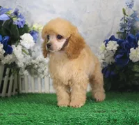 Archie, AKC Champion Sired, a male Poodle - Toy  for sale in Butler, MO – 5 of 7