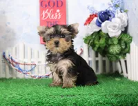 Lance,AKC, a male Yorkshire Terrier for sale in Butler, MO – 4 of 8