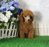 Tyler, AKC Champion Sired, a male Poodle - Toy  for sale in Butler, MO – 3 of 8