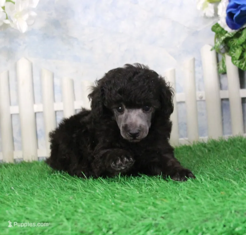 Razz – Poodle - Toy  puppy for sale in Butler, MO