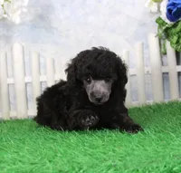 Razz, a male Poodle - Toy  for sale in Butler, MO – 1 of 6