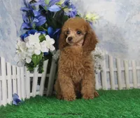 Adam, AKC Champion Sired, a male Poodle - Toy  for sale in Butler, MO – 5 of 7