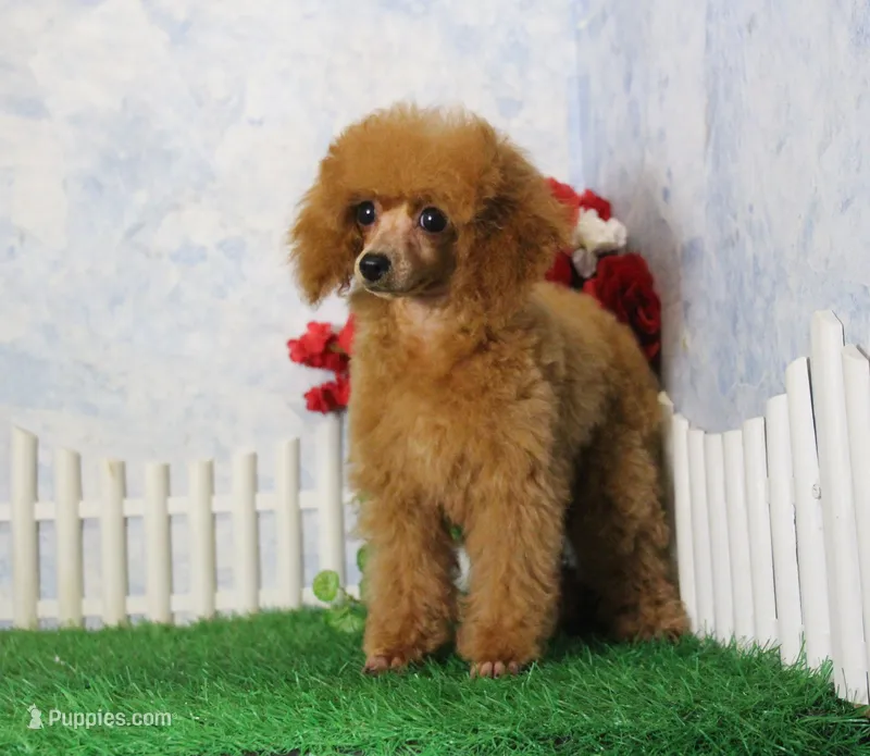 Skipper, AKC Champion Sired – Poodle - Toy  puppy for sale in Butler, MO