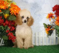 Archie, AKC Champion Sired, a male Poodle - Toy  for sale in Butler, MO – 7 of 8