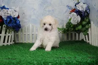 Pansy, AKC Champion Sired, a female Poodle - Toy  for sale in Butler, MO – 4 of 4