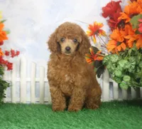 Marci, AKC Champion Sired, a female Poodle - Toy  for sale in Butler, MO – 2 of 6
